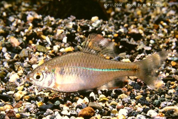 Suigen-Zeni-Tanago-m in a raising tank